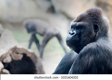 close-up of a gorilla