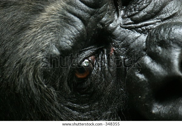 Closeup Gorilla Face Open Eye Stock Photo Edit Now 348355