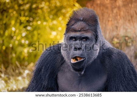 A Close-up of a gorilla staring directly at the camera with a focused expression