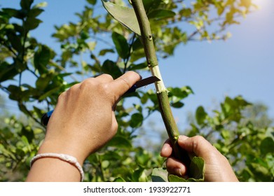 Grafted Fruit Trees High Res Stock Images Shutterstock