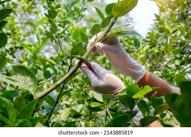 Close-up Grafting Site Of Fruit Tree, Plant Grafting And Plant Care In The Garden