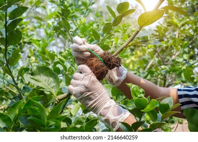 Close-up Grafting Site Of Fruit Tree, Plant Grafting And Plant Care In The Garden