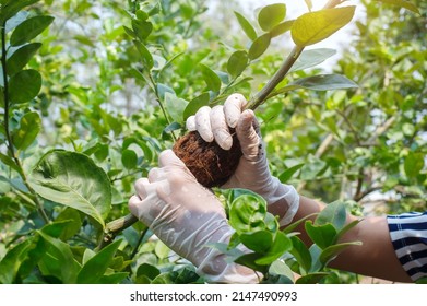 Close-up Grafting Site Of Fruit Tree, Plant Grafting And Plant Care In The Garden