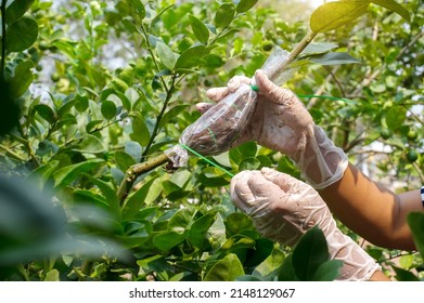 Close-up Grafting Site Of Fruit Tree, Plant Grafting And Plant Care In The Garden