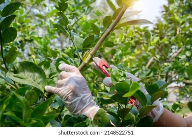 Close-up Grafting Site Of Fruit Tree, Plant Grafting And Plant Care In The Garden