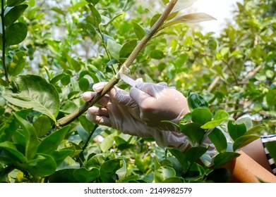 Close-up Grafting Site Of Fruit Tree, Plant Grafting And Plant Care In The Garden