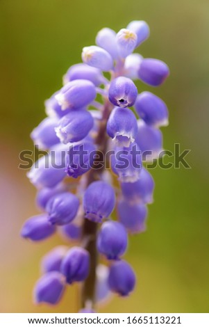 Similar – Medicinal plant Lavender