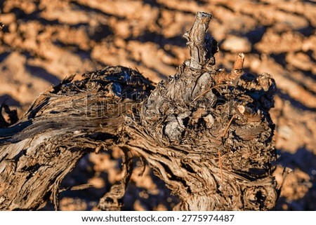 Close-up of a grapevine after winter pruning, showing clean cuts and the twisted structure of the plant.