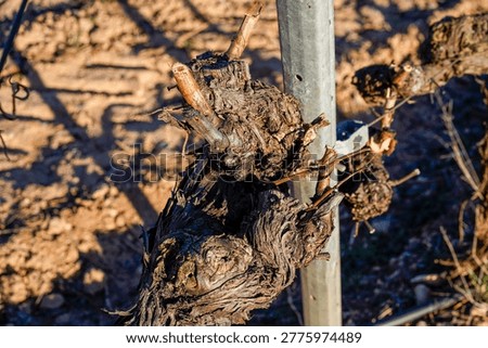 Close-up of a grapevine after winter pruning, showing clean cuts and the twisted structure of the plant.