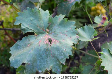 A close-up of a grapevine leaves with brown spots infected by grapevine fungal black rot disease, Phylloxera disease. The beginning of grapevine problems.