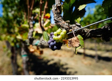 Closeup Of Grapevines In Napa Valley Wine Country