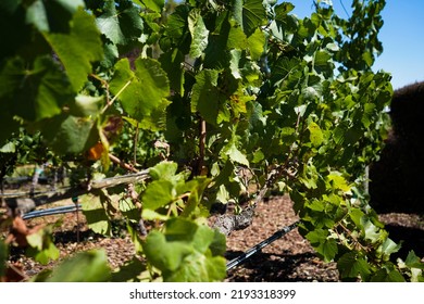 Closeup Of Grapevines In Napa Valley Wine Country