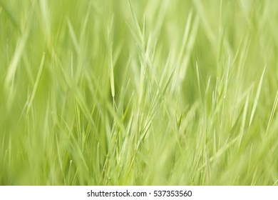 Closeup of grass