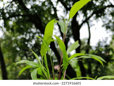 Close-up of grass blades, bokeh background wallpaper   - Shutterstock ID 2271916601