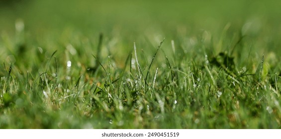 Close-up of grass blades covered in dewdrops, with a blurred background. Dewy grass blades. - Powered by Shutterstock