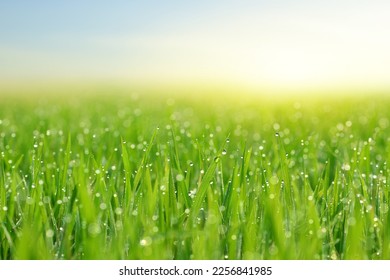 Close-up of grass blades with dew drops in the field. - Shutterstock ID 2256841985