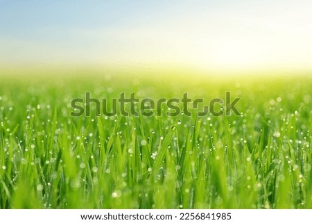 Close-up of grass blades with dew drops in the field.