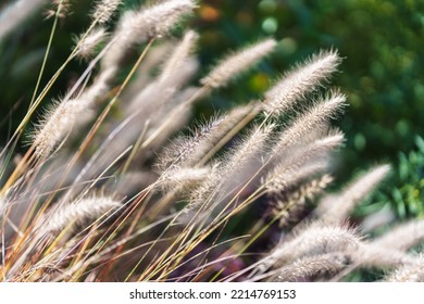 closeup of grass blowing in the wind