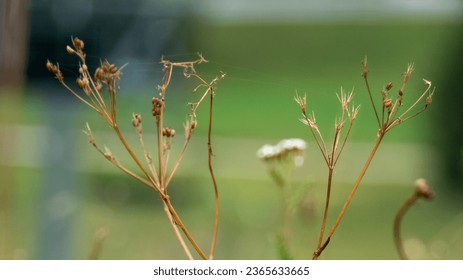 Closeup grass flower with Blur background.
 - Shutterstock ID 2365633665