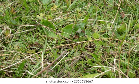 Closeup grass flower with Blur background.
 - Shutterstock ID 2365633667