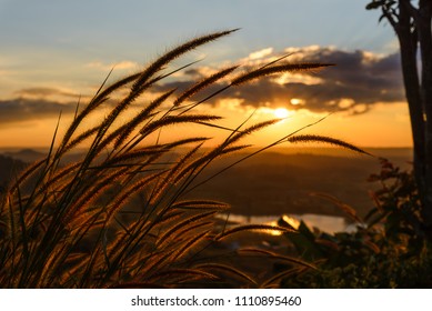 Close-up grass flower with sunset on background - Powered by Shutterstock
