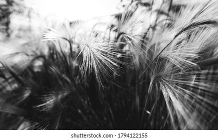 Close-up of the grass. Fluffy spikelets in the rays of light. Black and white.