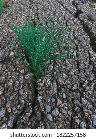 A Closeup Of Grass Growing Through Concrete, The Symbol Of Life Always Discovering A Way