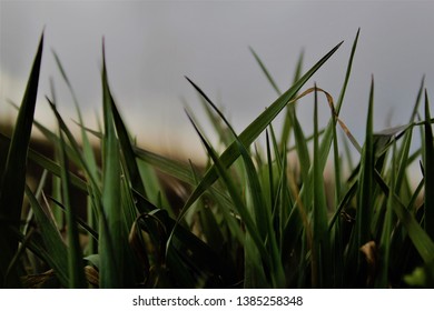 Close-up Of Grass.
ISO:100
F/5.6
1/60 Sec.