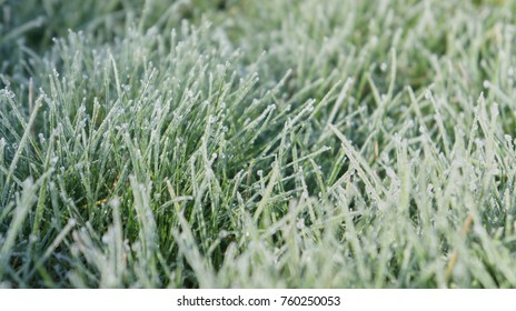 Closeup Of Grass On A Frosty Morning