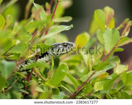 Close-up of a Grass Snake
