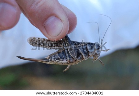 A close-up of a grasshopper being held between fingers