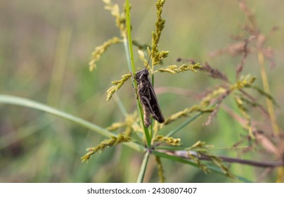 Closeup of Grasshopper Insect on a Grass Plant with Selective Focus