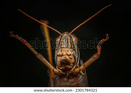 Close-up of a Grasshopper isolated on black background