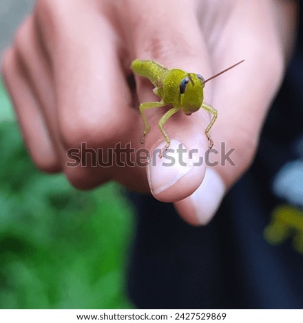 Close-up of a grasshopper sitting on a child's index finger