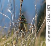 Close-up of a grasshopper - wart-biter. Roesel