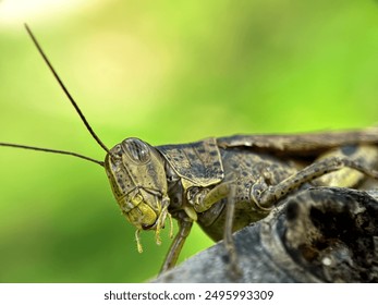 Close-up of grasshoppers,macro leaf grasshoppers,grasshoppers in tree trunks