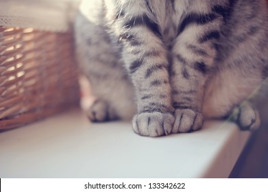 close-up of gray British cat paws sitting on the table - Powered by Shutterstock