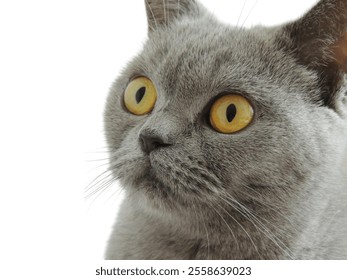 Close-up of a gray cat with striking yellow eyes and short, dense fur. The cat's intense gaze and wide, alert eyes stand out against the plain white background. - Powered by Shutterstock