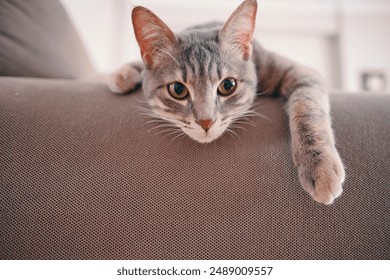 Close-Up of Gray Domestic Shorthaired Cat Lying Down in 4K Resolution
 - Powered by Shutterstock
