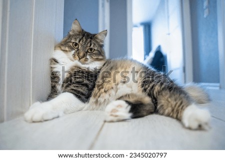Close-up of gray fluffy cat brazenly sprawled on the floor, lies gracefully spreading its paws, resting, looking with mute reproach. Spoiled pet greets guests in the lobby, inhospitable security guard
