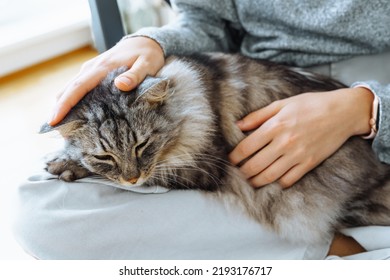 Close-up of gray fluffy cat sleeping on  human's lap, hands stroking cat's fur. Love and care for pets, teenager and cat friends spend time together - Shutterstock ID 2193176717
