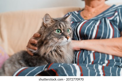 Close-up Of Gray Furry Cat With Large Green Eyes Resting, Lying In Arms Of An Older Woman At Home. Hands Of Elderly Woman Caressing, Stroking Fluffy Pet. Animals And People.