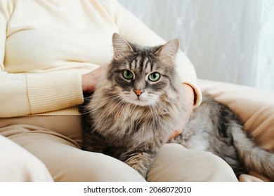 Close-up Of Gray Furry Cat Sitting On Woman's Lap And Looking At Camera With Its Green Eyes. Hands Of Older Woman Stroking, Caressing Fluffy Pet Resting On Legs Of Owner, Indoors.