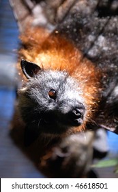 Close-Up Of Gray Headed Flying Fox Looking At You