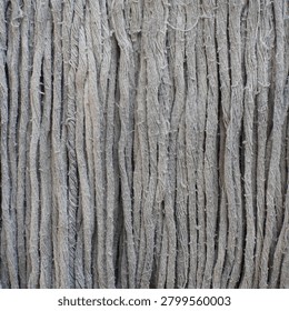 Closeup of gray tree bark texture