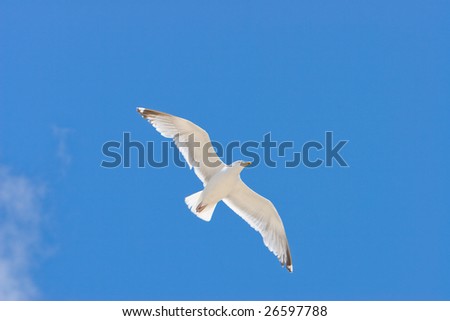 Similar – Image, Stock Photo Two make a summer Seagull