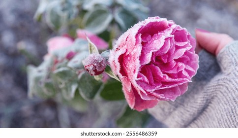 A close-up of a gray-gloved hand holding a frosted pink rose in a winter garden. The icy petals glisten, capturing the delicate beauty of nature on a cold, serene day. - Powered by Shutterstock