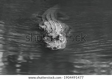 A closeup grayscale of an alligator in the water