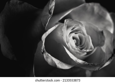 A closeup grayscale shot of a blossomed rose - romantic concept