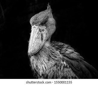 A Closeup Grayscale Shot Of A Brown Pelican Isolated On A Black Background